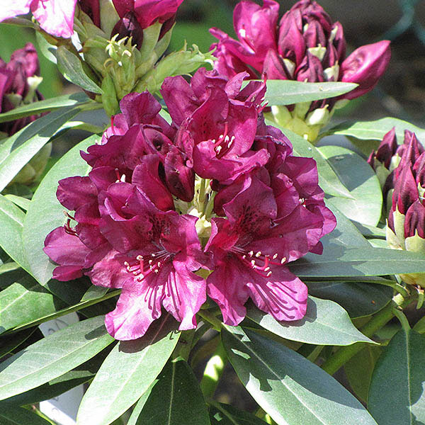 RHODO 'POLARNACHT' 3G