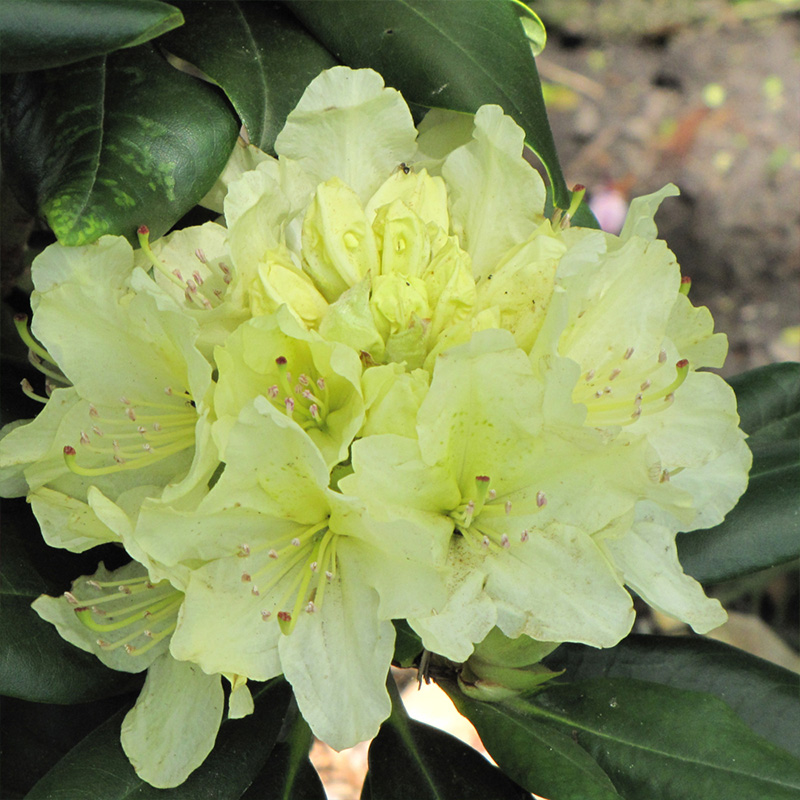 RHODO 'CAPISTRANO' 3G