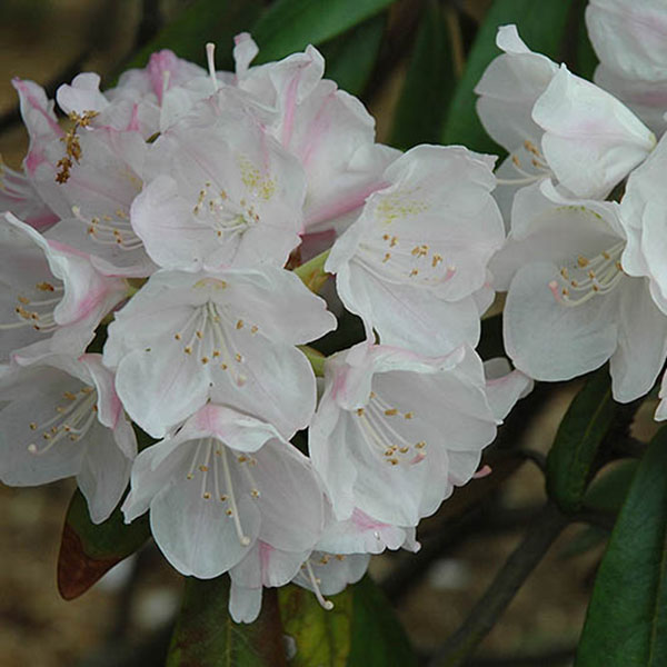 RHODO 'MINNETONKA' 5G