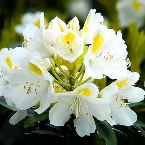 RHODO 'CHIONOIDES' 3G 15-18''
