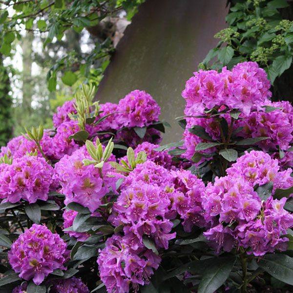 RHODO 'DANDY MAN PURPLE' 3G