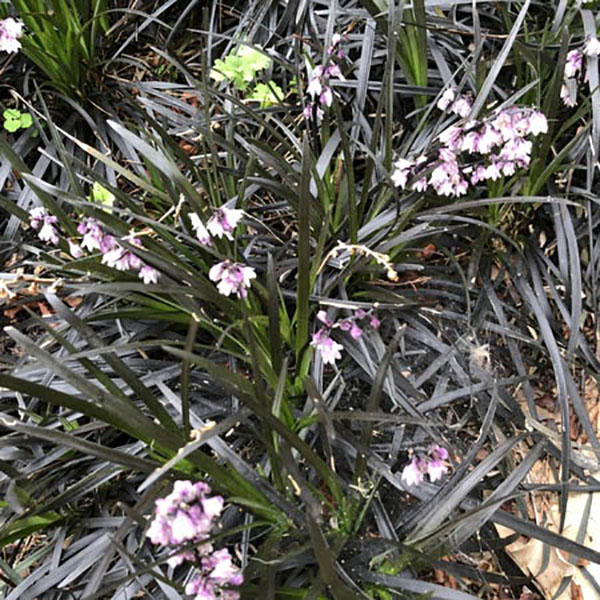 OPHIOPOGON JAP 'NANA' FLAT OF 24