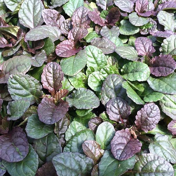 AJUGA 'CATLIN'S GIANT' 18/FLAT