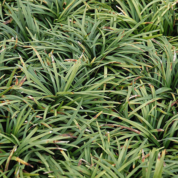 OPHIOPOGON JAP 'NANA' FLAT OF 18