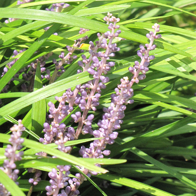 LIRIOPE 'SPICATA' 4"/FLAT OF 18