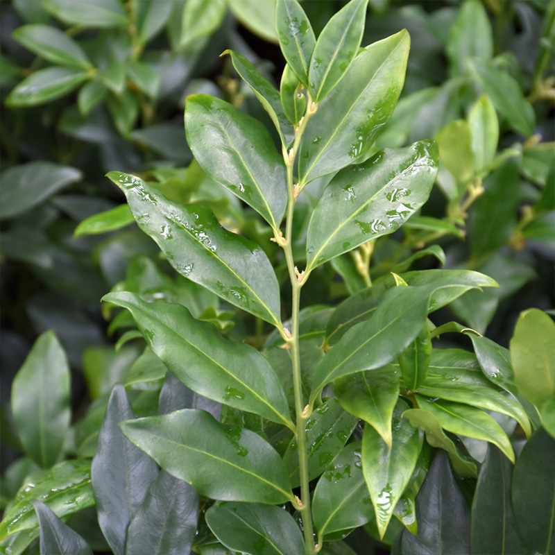 SARCOCOCCA RUSCIFOLIA 1G