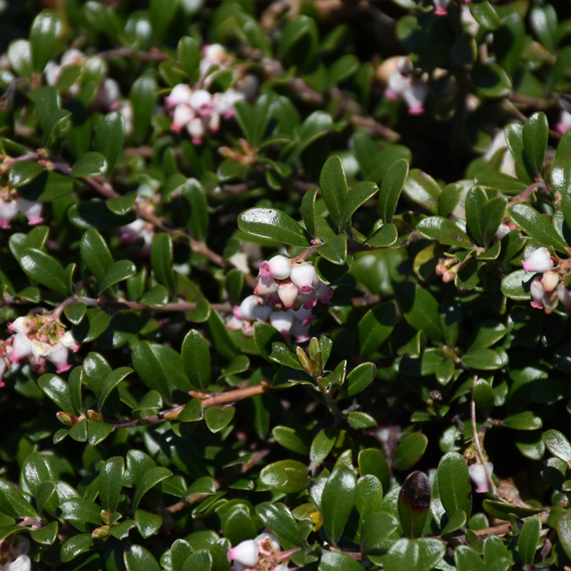 ARCTOSTAPHYLOS 'MOCK BEARBERRY'