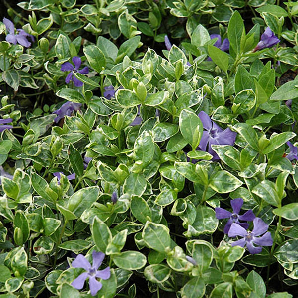VINCA MINOR 'RALPH SHUGERT'