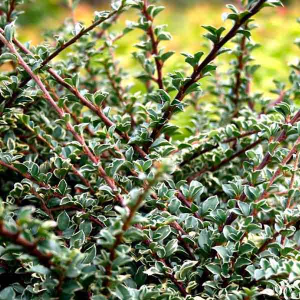 COTONEASTER 'NORTHERN BORDERS'