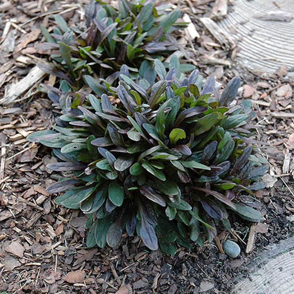 AJUGA 'CHOCOLATE CHIP' 24 CELL