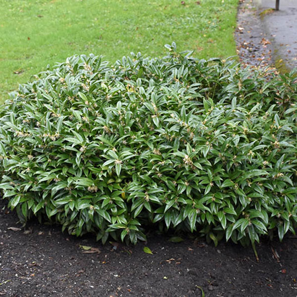 SARCOCOCCA HUM 'FRAG VALLEY'