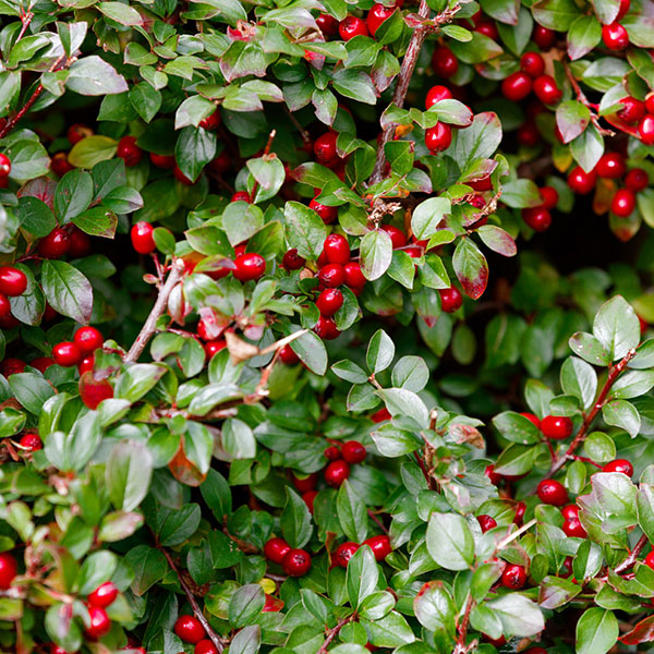 GAULTHERIA PROCUMBENS 1G