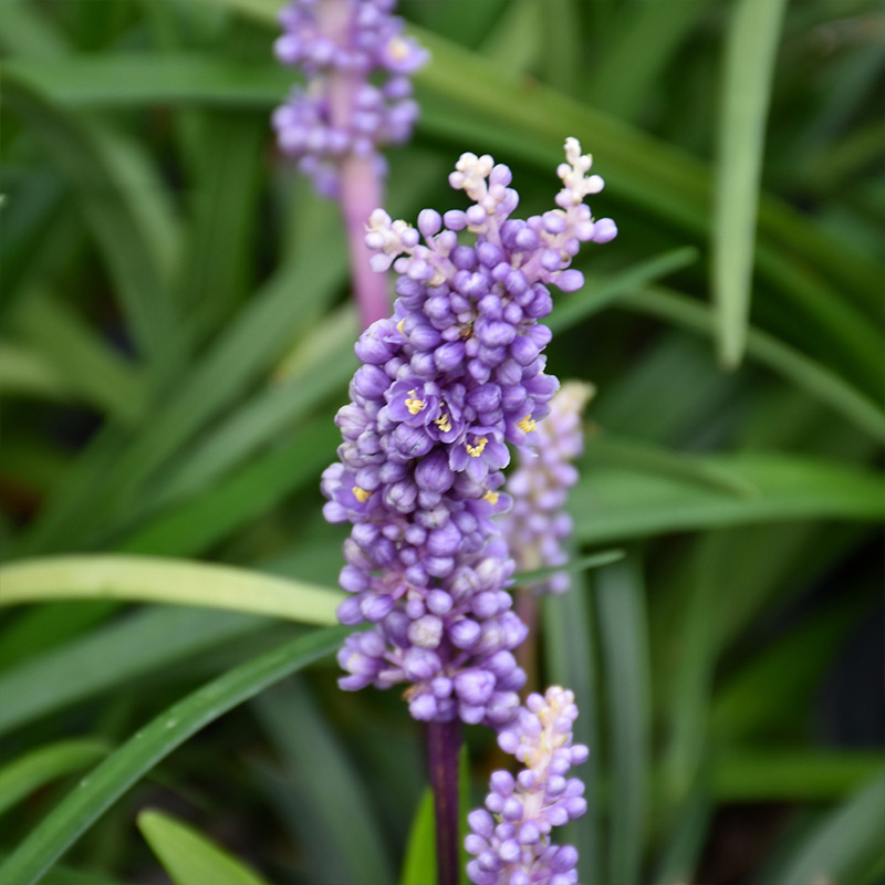 LIRIOPE 'PURPLE EXPLOSION' 1G