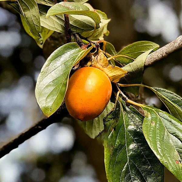 PERSIMMON 'SAIJO' 7G