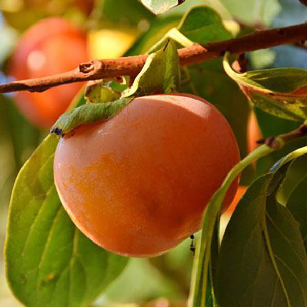 PERSIMMON 'FUYU' (DIOSPYROS) 15G