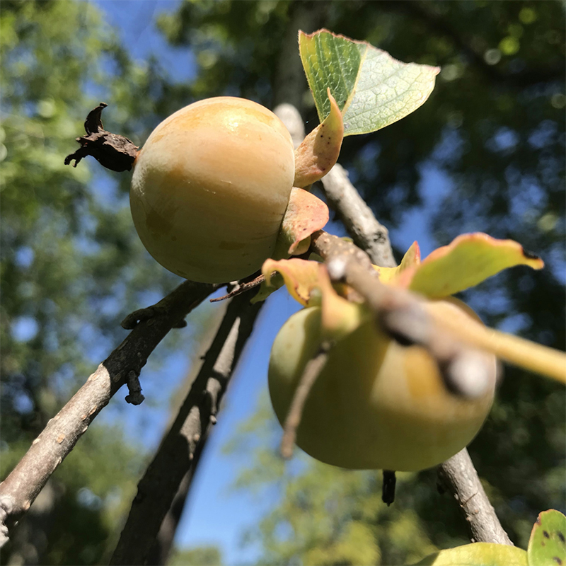 PERSIMMON VIRGINIANA 7G