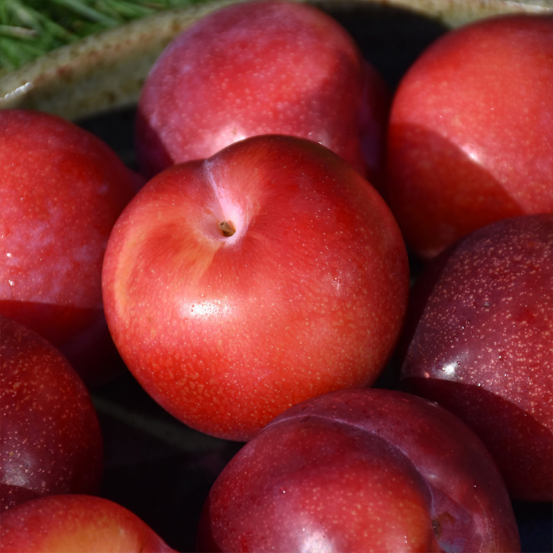 PLUM 'SANTA ROSA' 7G DWARF