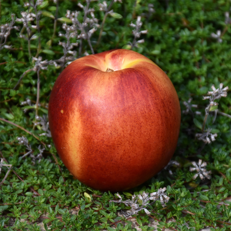 NECTARINE 'FLAVORTOP' 7G DWARF