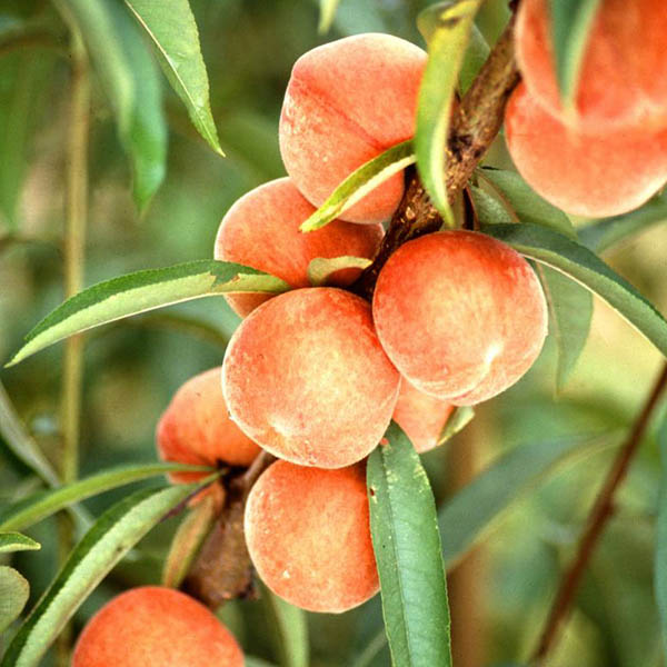 MULBERRY 'DWARF MOJO BERRY' 3G