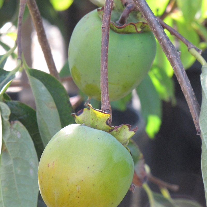 PERSIMMON 'HACHIYA' 7G