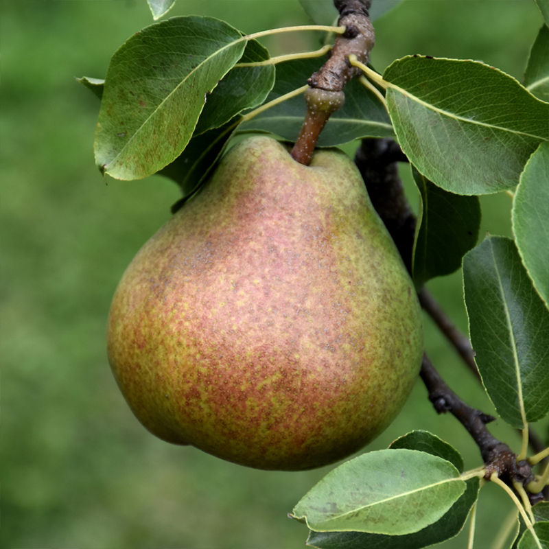 PEAR 'COMICE' 7G DWARF