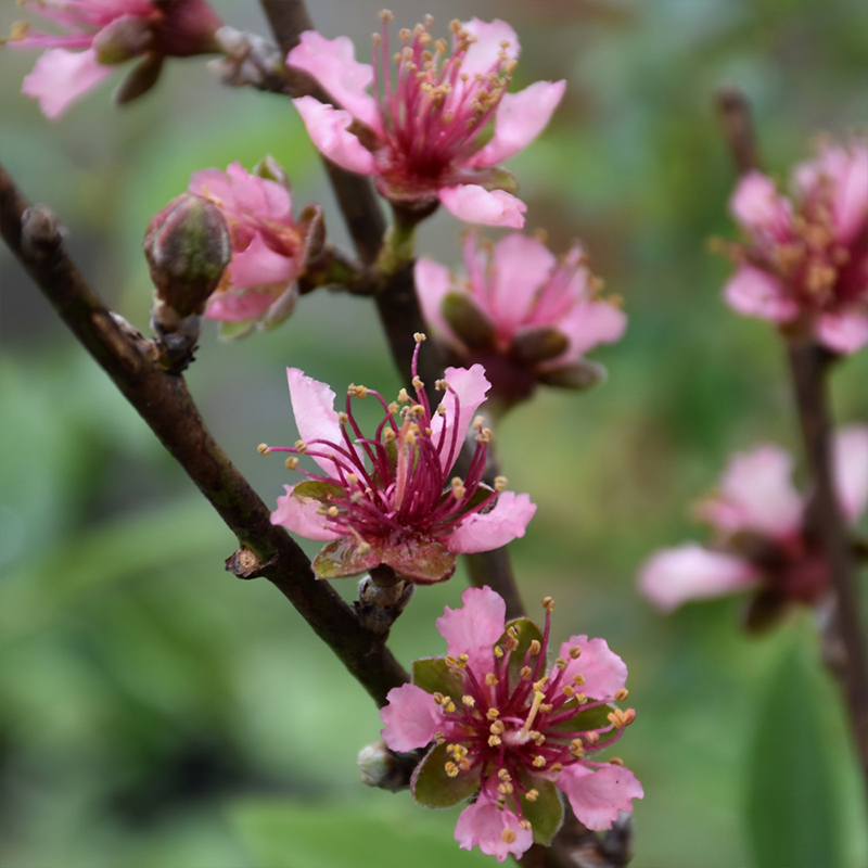 NECTARINE 'REDGOLD' 7G DWARF