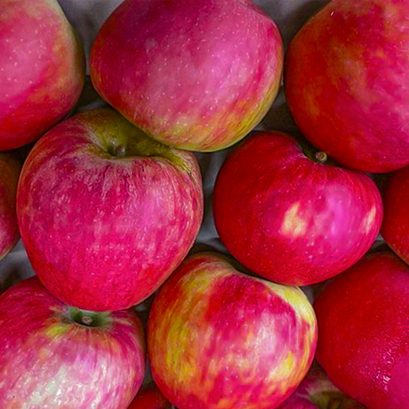 APPLE 'STAYMAN' 7G SEMIDWARF