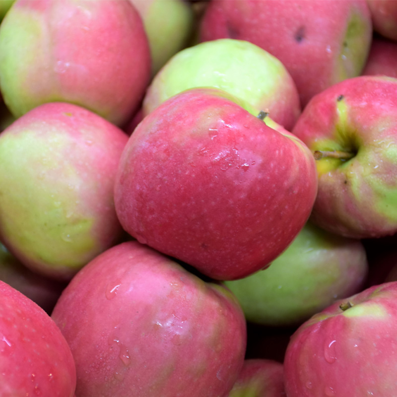 APPLE 'PINK LADY' 7G SEMIDWF