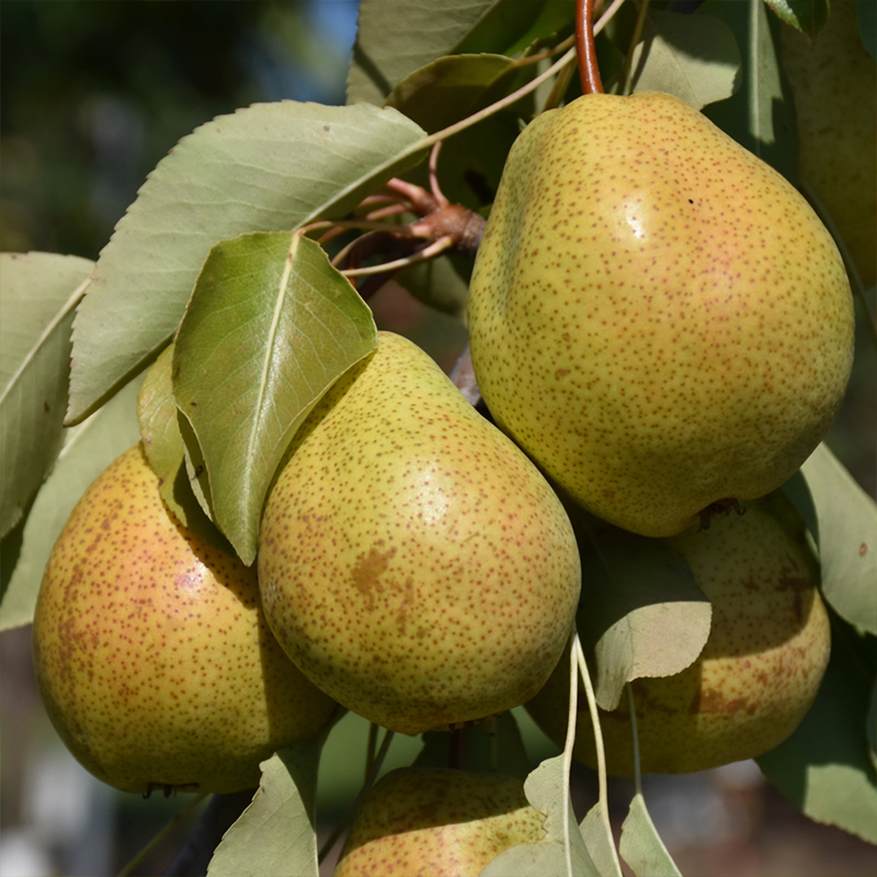 PEAR 'LUSCIOUS' 15G