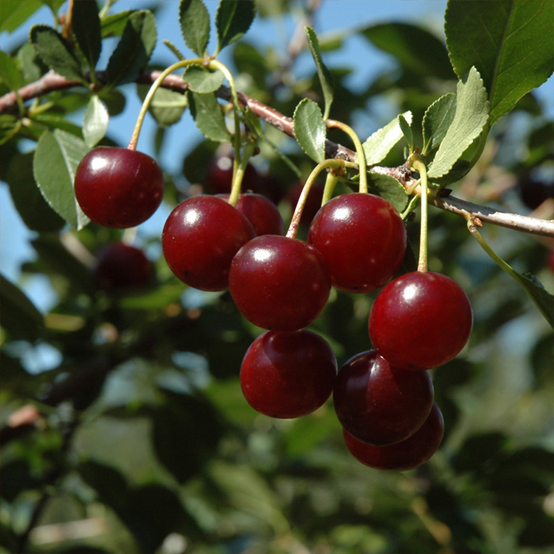 CHERRY BUSH 'CARMINE JEWEL' 10G