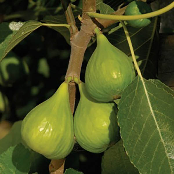 Ficus carica 'Lattarula'