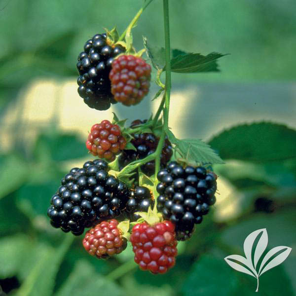 BLUEBERRY 'PATRIOT' 3G