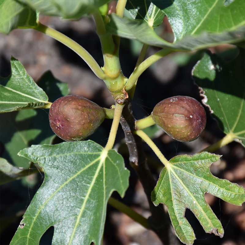 FIG 'LITTLE MISS FIGGY' 5G TREE