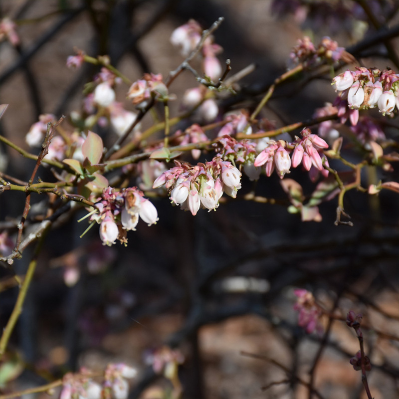 BLUEBERRY 'POWDER BLUE' 7G