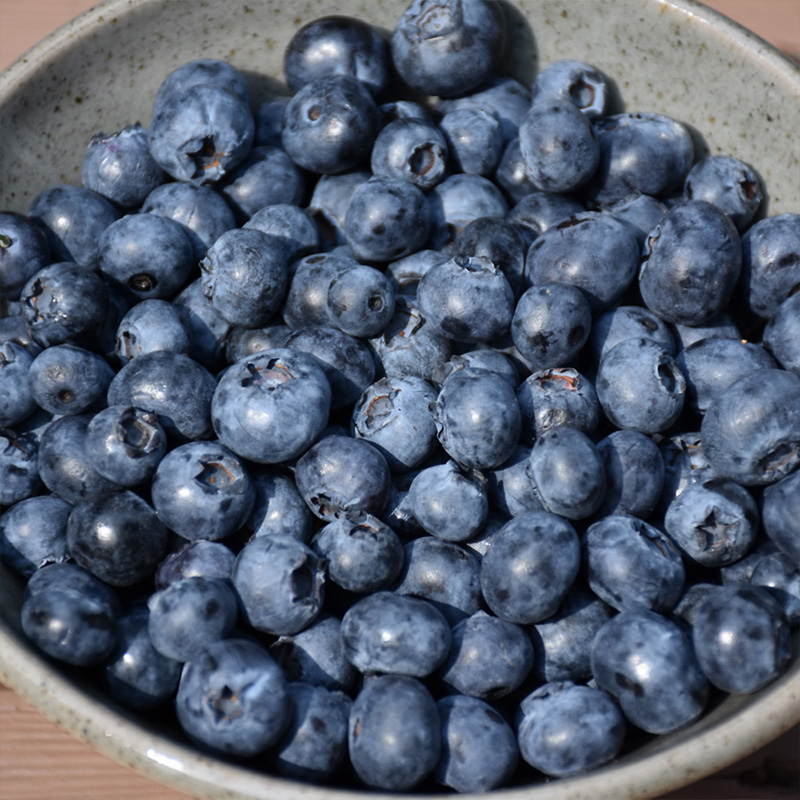 BLUEBERRY 'TIFBLUE' 7G