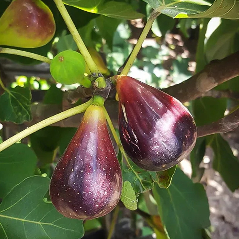 FIG 'BLACK ITALIAN' 3G