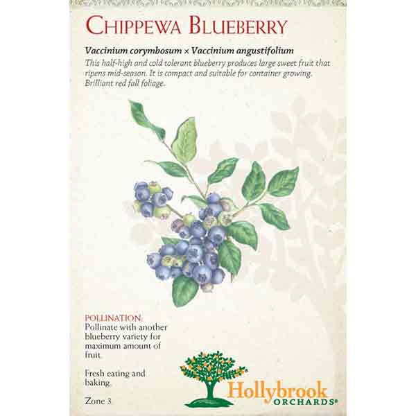 Blueberry 'chippewa' 2g