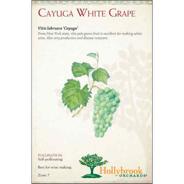 GRAPE 'CAYUGA WHITE WINE' 2G