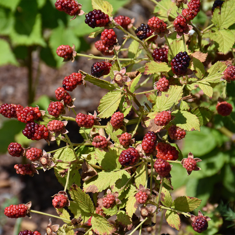BLACKBERRY 'BABY CAKES' 3G