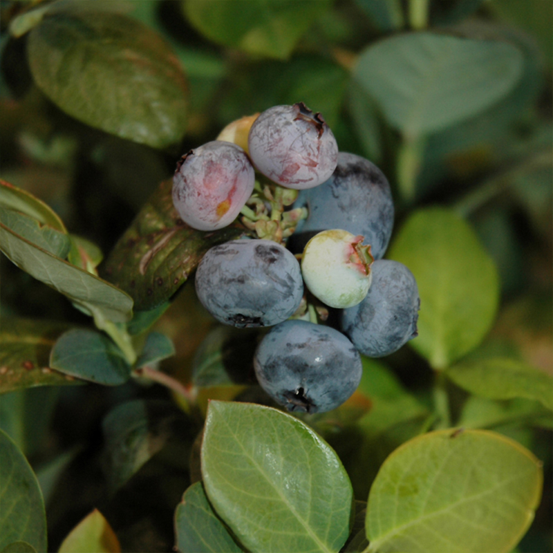 BLUEBERRY 'PEACH SORBET' 3G