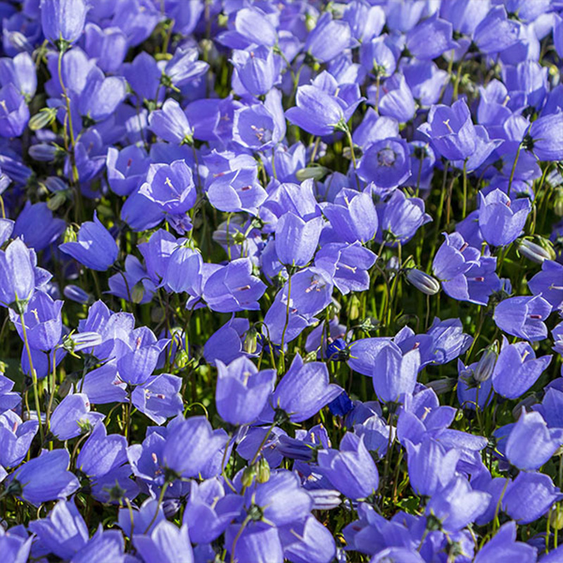 CAMPANULA 2.5"