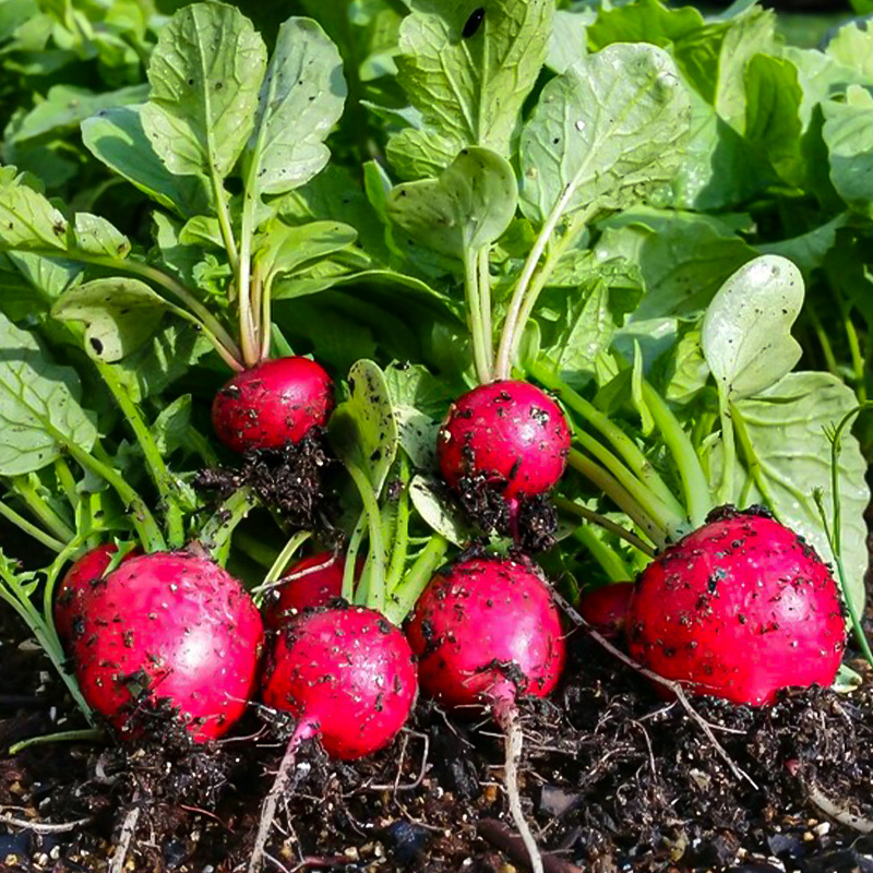 RADISH EARLY SCARLET GLOBE 4PK