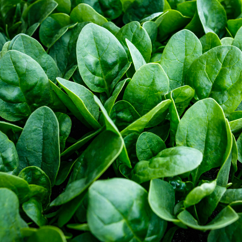 SPINACH AFFLUENCE 4PK