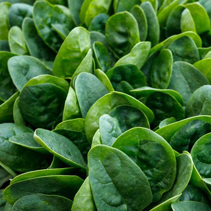 SPINACH REWARD 4PK