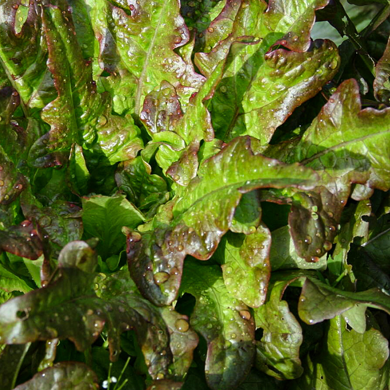 LETTUCE BRONZE ARROW 4PK