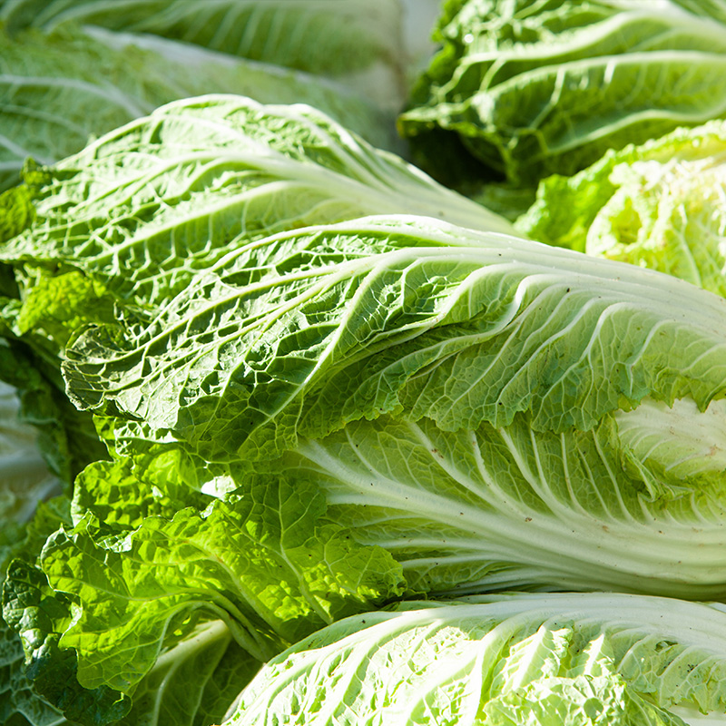 CABBAGE CHINA KING 4PK