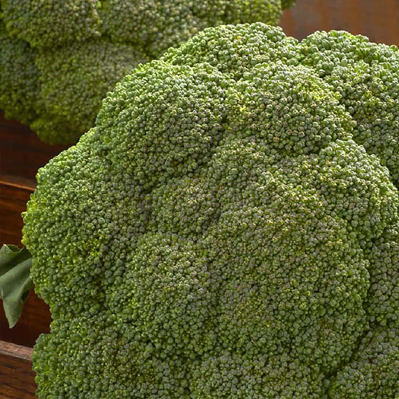 BROCCOLI DESTINY 4PK