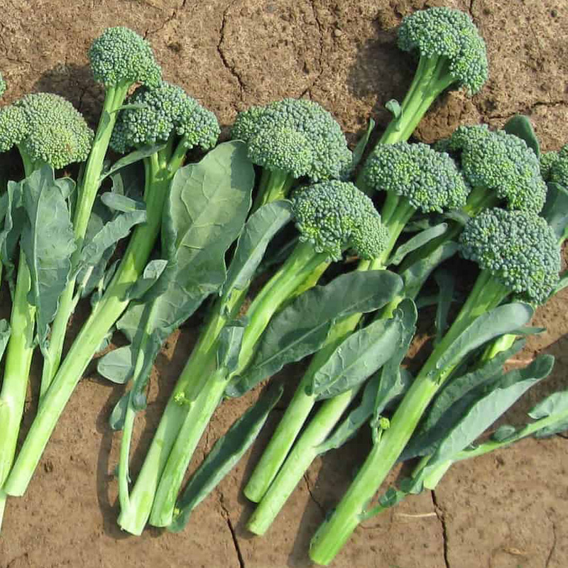 BROCCOLI ARTWORK 4PK