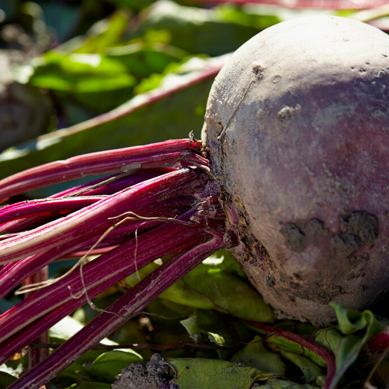 BEET MONETA ORG 4PK