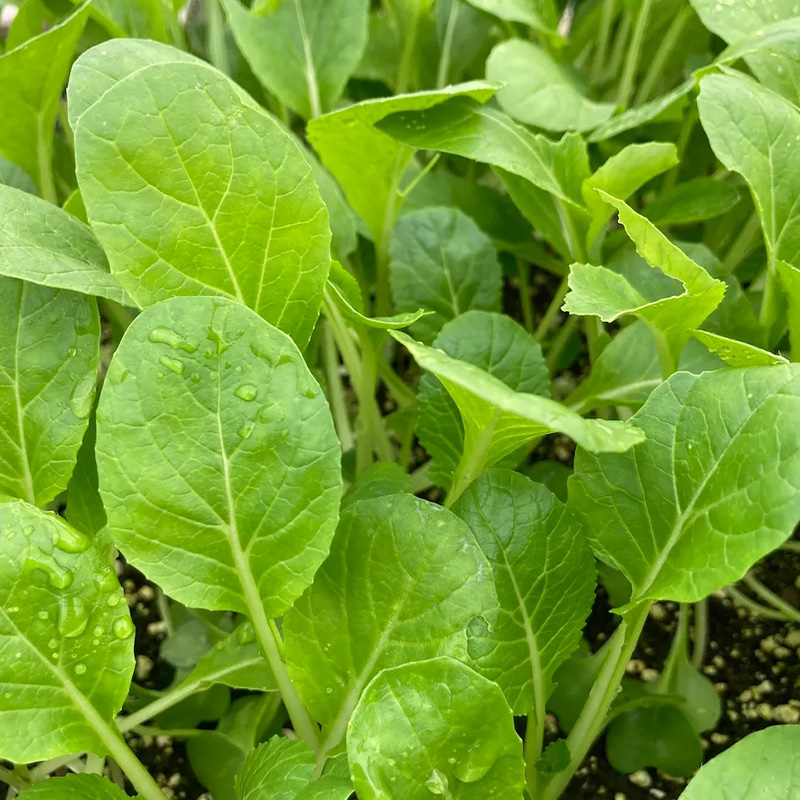 BOK CHOI JOI CHOI ORG 4PK